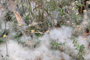 Hassas beyaz pamuk benzeri ağ canlı yeşil bitkileri kaplıyor.