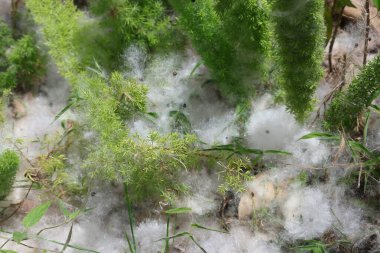 Hassas beyaz pamuk benzeri ağ canlı yeşil bitkileri kaplıyor.