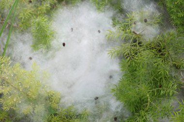 Hassas beyaz pamuk benzeri ağ canlı yeşil bitkileri kaplıyor.