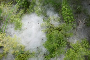 Hassas beyaz pamuk benzeri ağ canlı yeşil bitkileri kaplıyor.