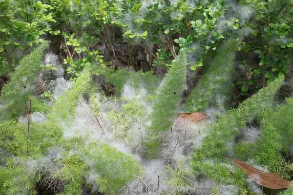 Hassas beyaz pamuk benzeri ağ canlı yeşil bitkileri kaplıyor.