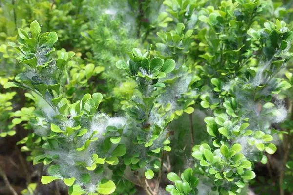 Hassas beyaz pamuk benzeri ağ canlı yeşil bitkileri kaplıyor.