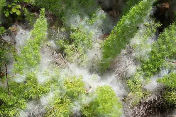 Hassas beyaz pamuk benzeri ağ canlı yeşil bitkileri kaplıyor.