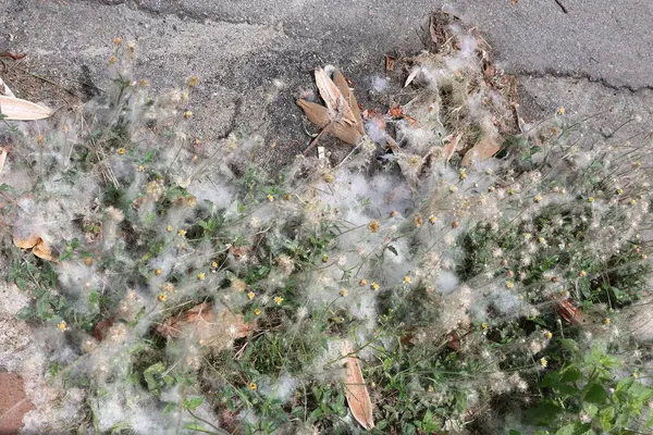 Hassas beyaz pamuk benzeri ağ canlı yeşil bitkileri kaplıyor.