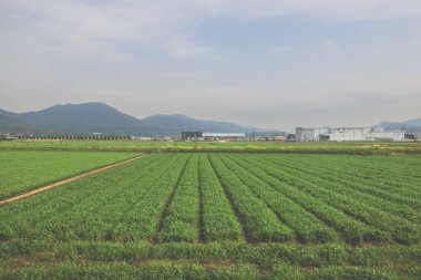 28 Mart 2025 Uzak endüstriyel binalarla geniş tarım arazileri