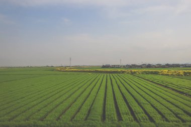 28 Mart 2025. Geniş yeşil alan, elektrik hatlarıyla kesişiyor.,