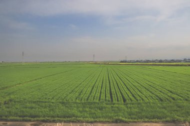 28 Mart 2025. Geniş yeşil alan, elektrik hatlarıyla kesişiyor.,