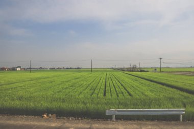 28 Mart 2025. Geniş yeşil alan, elektrik hatlarıyla kesişiyor.,