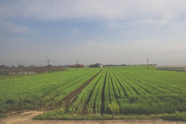 28 Mart 2025. Geniş yeşil alan, elektrik hatlarıyla kesişiyor.,