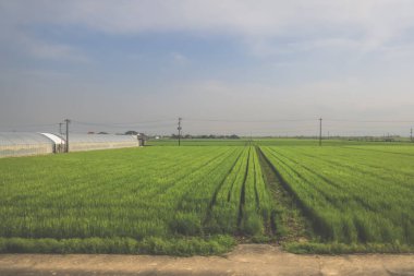 28 Mart 2025. Geniş yeşil alan, elektrik hatlarıyla kesişiyor.,