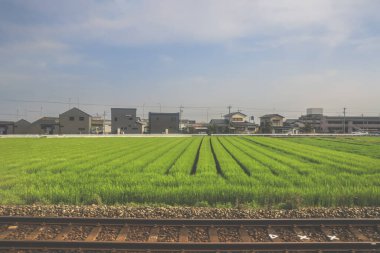 28 Mart 2025. Geniş yeşil alan, elektrik hatlarıyla kesişiyor.,