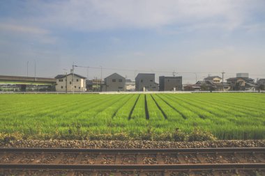 28 Mart 2025. Geniş yeşil alan, elektrik hatlarıyla kesişiyor.,
