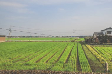 28 Mart 2025. Geniş yeşil alan, elektrik hatlarıyla kesişiyor.,