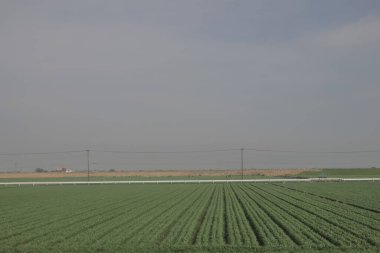 28 Mart 2025 Geniş yeşil tarım alanı ufka doğru uzanıyor