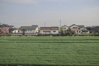 28 Mart 2025 Geniş yeşil tarım alanı ufka doğru uzanıyor