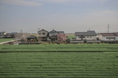 28 Mart 2025 Geniş yeşil tarım alanı ufka doğru uzanıyor