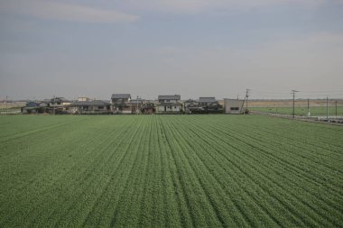 28 Mart 2025 Geniş yeşil tarım alanı ufka doğru uzanıyor