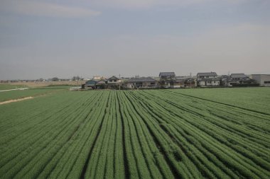 28 Mart 2025 Geniş yeşil tarım alanı ufka doğru uzanıyor