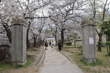 Güzel sakura ağaçlarının arasında duruyor, şehirli.