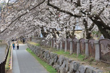 Huzurlu bir sonbahar gezintisi Resimli bir nehir kenarında