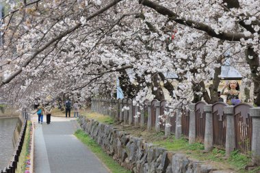 Huzurlu bir sonbahar gezintisi Resimli bir nehir kenarında