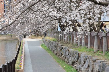 Çiçek açan kiraz çiçekleriyle ağaçlarla kaplı bir yürüyüş yolunun sakin manzarası.