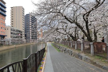 Çiçek açan kiraz çiçekleriyle ağaçlarla kaplı bir yürüyüş yolunun sakin manzarası.