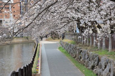 Çiçek açan kiraz çiçekleriyle ağaçlarla kaplı bir yürüyüş yolunun sakin manzarası.