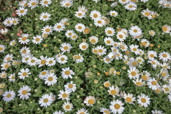 28 Mart 2025 'te yemyeşil yapraklarla dolu canlı papatyalar.