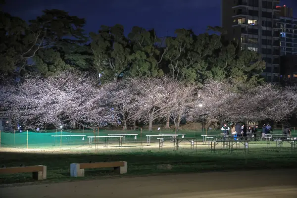 28 Mart 2025, gece manzaralı bir parkta kiraz çiçekleri yandı.
