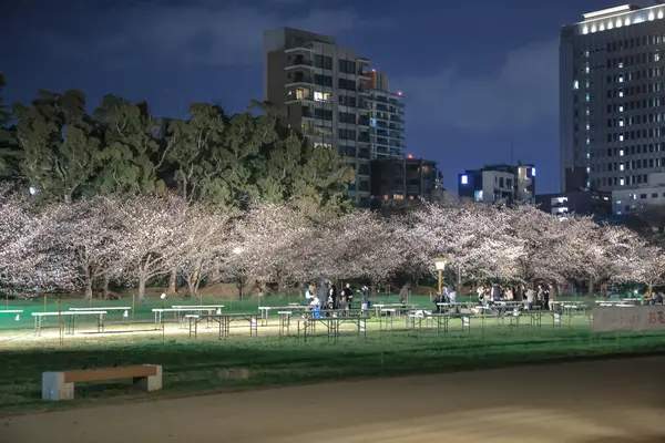 28 Mart 2025, gece manzaralı bir parkta kiraz çiçekleri yandı.