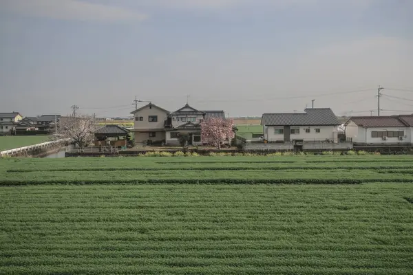 28 Mart 2025 Geniş yeşil tarım alanı ufka doğru uzanıyor