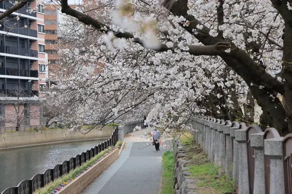 Huzurlu bir sonbahar gezintisi Resimli bir nehir kenarında