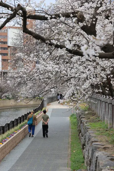 Huzurlu bir sonbahar gezintisi Resimli bir nehir kenarında
