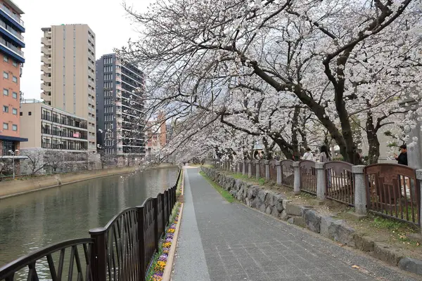 Çiçek açan kiraz çiçekleriyle ağaçlarla kaplı bir yürüyüş yolunun sakin manzarası.