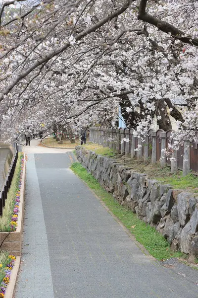 Çiçek açan kiraz çiçekleriyle ağaçlarla kaplı bir yürüyüş yolunun sakin manzarası.