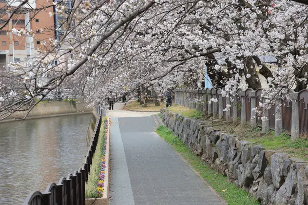 Çiçek açan kiraz çiçekleriyle ağaçlarla kaplı bir yürüyüş yolunun sakin manzarası.