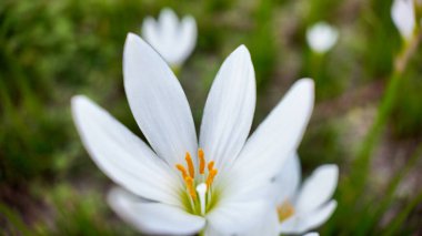 Gün ışığı bahçesinde açan narin beyaz bir çiçek.