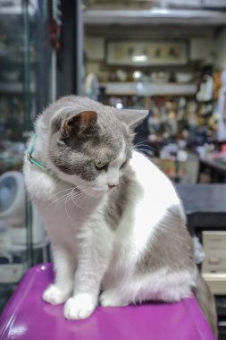 Ayırt edici bir kürk deseni var. Mor bir yüzeyde kapalı duruyor.,