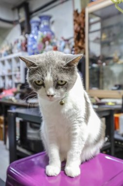 Ayırt edici bir kürk deseni var. Mor bir yüzeyde kapalı duruyor.,