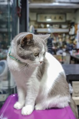 Ayırt edici bir kürk deseni var. Mor bir yüzeyde kapalı duruyor.,