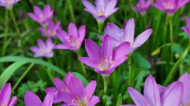Violet Woodsorrel Oxalis Violacea Mor Yaban Çiçeği Çiçeği, 10 Ağustos 2025