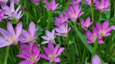 Violet Woodsorrel Oxalis Violacea Mor Yaban Çiçeği Çiçeği, 10 Ağustos 2025