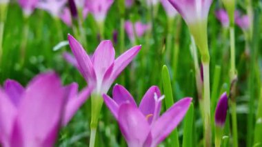 Violet Woodsorrel Oxalis Violacea Mor Yaban Çiçeği Çiçeği, 10 Ağustos 2025