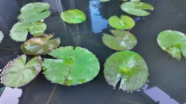 Su Zambağı Yaprağı Sakin Göl Yüzeyi Üzerinde Yüzüyor 10 Ağustos 2025