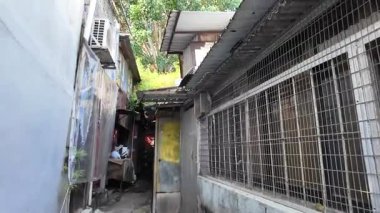 Geleneksel yaşam tarzı 12 Temmuz 2025 'te Ngau Chi Wan köyünde ele geçirildi.