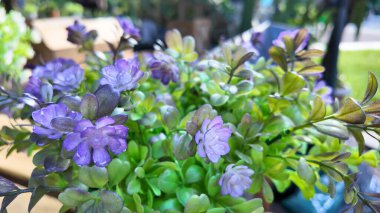 Canlı mor çiçekler, yemyeşil yapraklarla çevrili.