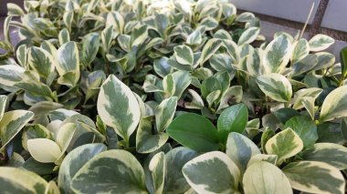 Kalın yeşil yapraklı kompakt süs bitkisi.