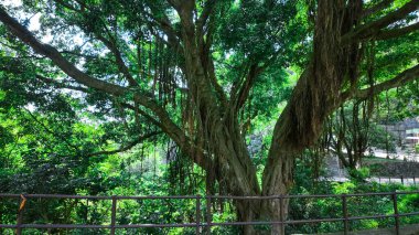 Dalları geniş ve çağlayan muhteşem bir banyan ağacı.