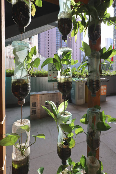 Innovative use of recycled plastic bottles for vertical gardening